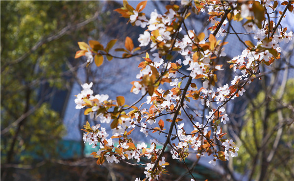 春暖花開，等你歸來——邀你云賞南新春景，以慰思念